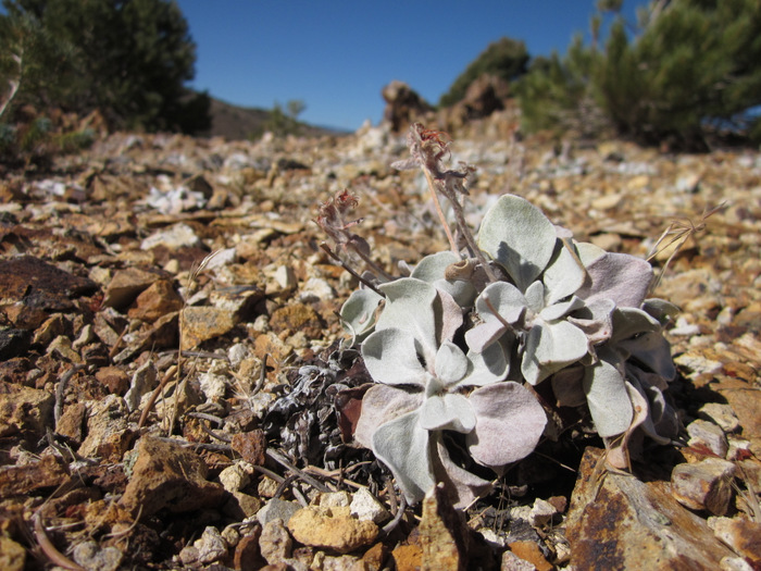 Image of granite buckwheat