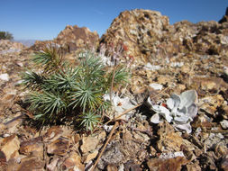 Image of singleleaf pinyon