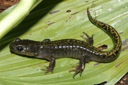 Image of long-toed salamander