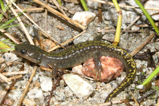 Image of long-toed salamander