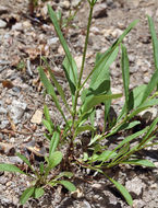 Image of slender penstemon