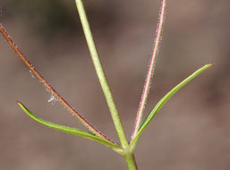 Image of slender penstemon