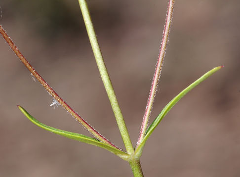 Image of slender penstemon