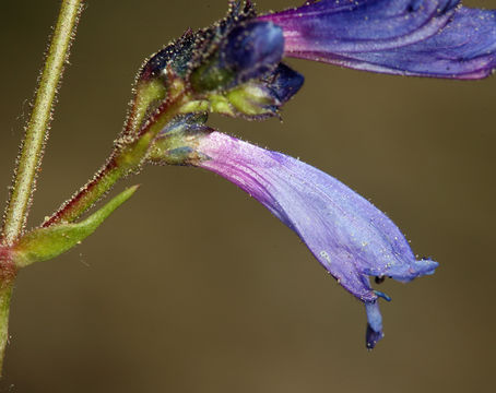 Image of slender penstemon