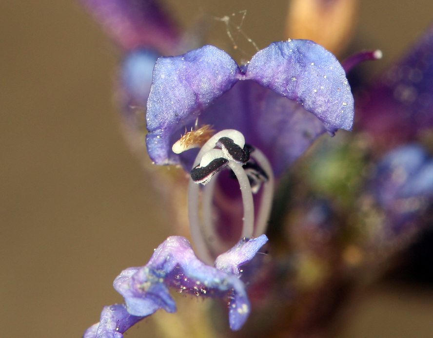 Image of slender penstemon