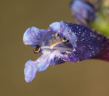 Image of slender penstemon