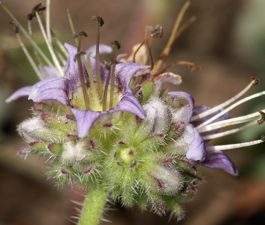 Image of waterleaf phacelia