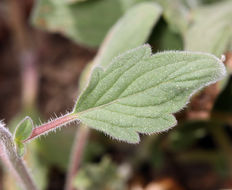 Image of waterleaf phacelia