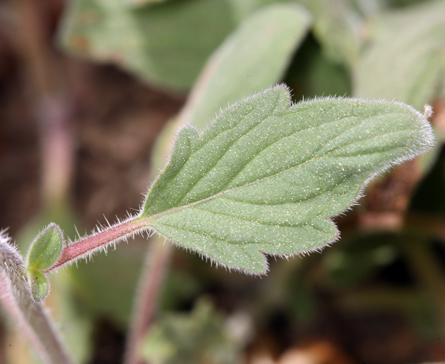 Image of waterleaf phacelia