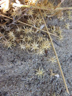 Image of flatspine bur ragweed