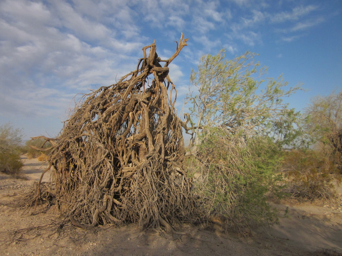 Image of desert ironwood