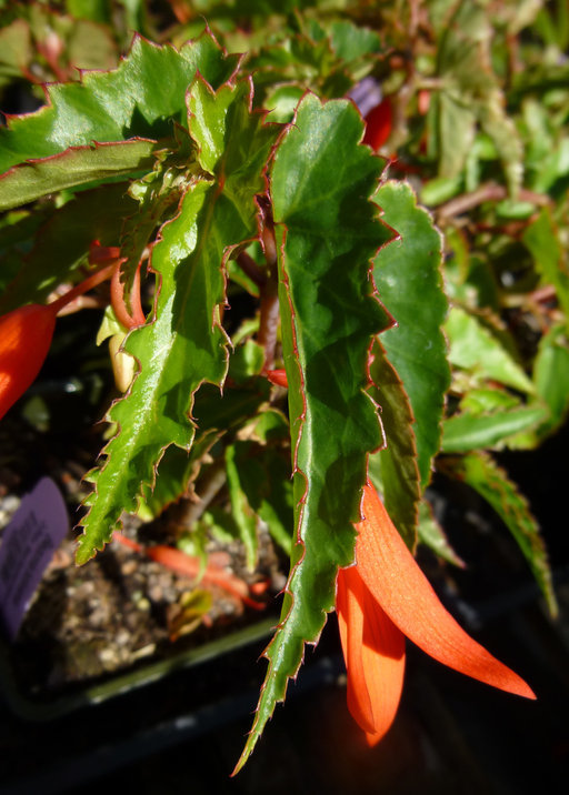 Image of Begonia boliviensis A. DC.