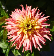 Image of ELEGANT ZINNIA