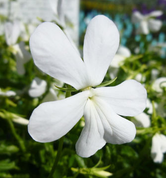 Image of Horned Pansy