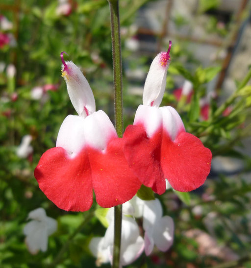 Salvia microphylla Kunth resmi