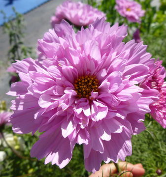 Image of garden cosmos