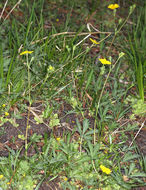 Image of slender cinquefoil