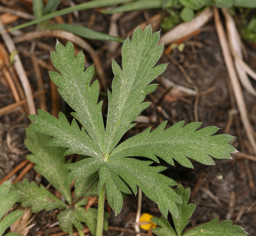 Image of slender cinquefoil