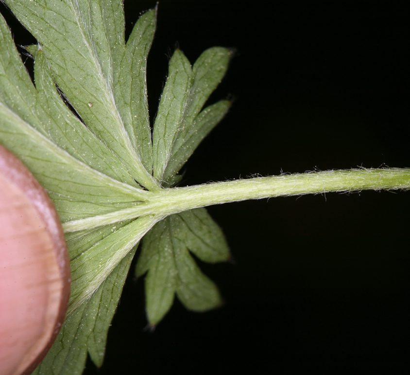 Image of slender cinquefoil