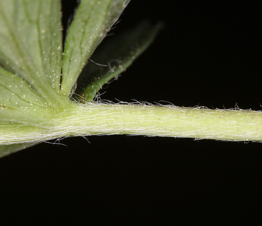 Image of slender cinquefoil