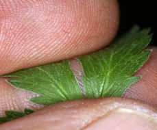 Image of slender cinquefoil