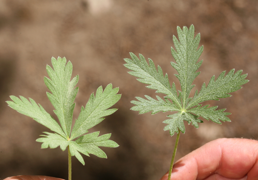 Image of slender cinquefoil