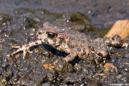 Image of western toad