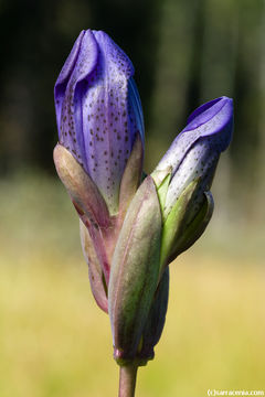 Image of King's Scepter Gentian