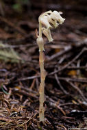 Image de <i>Monotropa hypopitys</i>