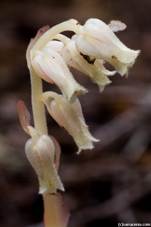 Image de <i>Monotropa hypopitys</i>