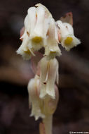 Image de <i>Monotropa hypopitys</i>