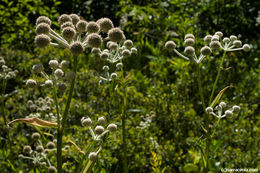 Image of <i>Sphenosciadium capitellatum</i>