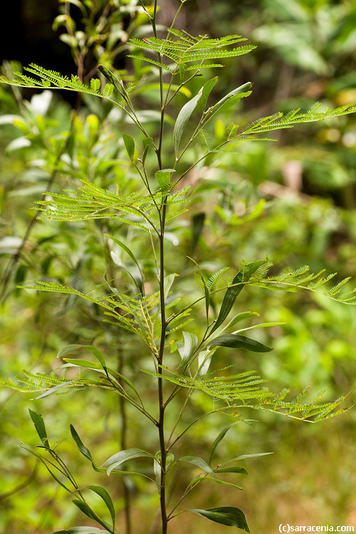 Plancia ëd Acacia koa A. Gray