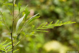 Plancia ëd Acacia koa A. Gray