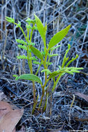 Plancia ëd Acacia koa A. Gray