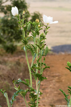 Image of Hawaiian prickly poppy