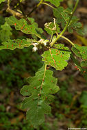 Image of thorny popolo