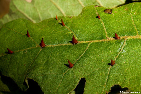 Imagem de Solanum incompletum Dun.