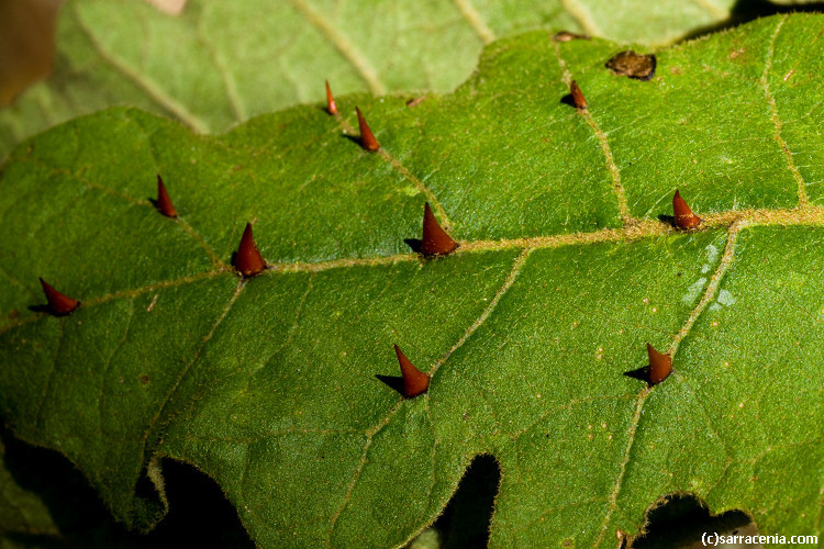 Image of thorny popolo