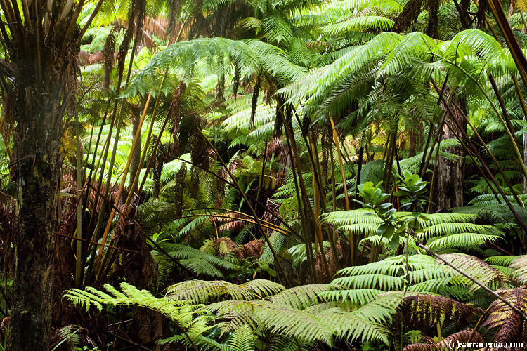 Image of Hapu'u pulu