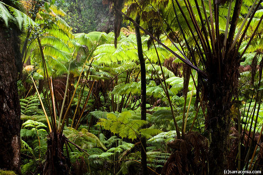 Image of Hapu'u pulu