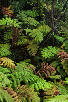 Image of Hapu'u pulu