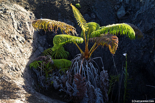 Image of amaumau fern