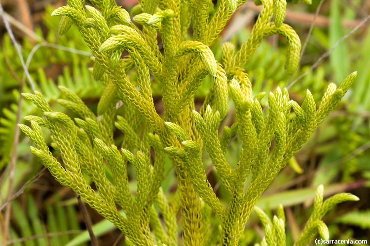 Image of staghorn clubmoss