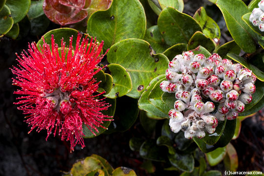 Image of 'ohi'a lehua