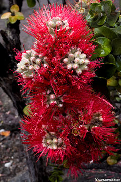 Imagem de Metrosideros polymorpha Gaud.