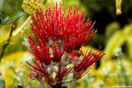 Imagem de Metrosideros polymorpha Gaud.