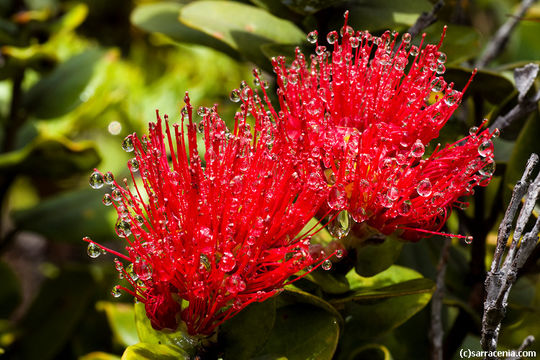 Image of 'ohi'a lehua