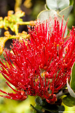 Image of 'ohi'a lehua