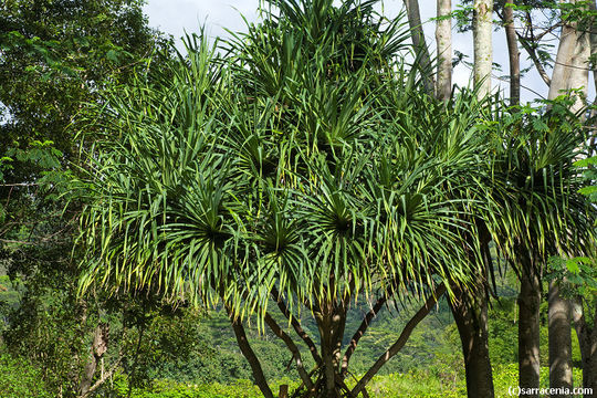 Image of Tahitian screwpine